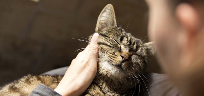 Une femme caresse un chat